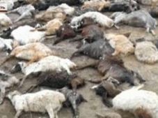 Скот тонет, людей эвакуируют: Кызылординскую область затопило из-за паводков